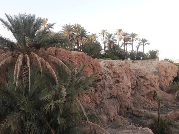 Palm Trees Valley Oasis Figuig Morocco — Stock Photo, Image