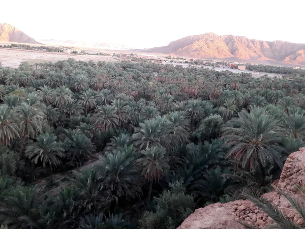 Palm Trees Valley Oasis Figuig Morocco — Stock Photo, Image