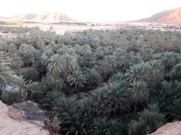 Κοιλάδα Των Φοινίκων Στην Όαση Figuig Στο Μαρόκο — Φωτογραφία Αρχείου