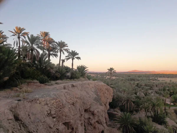 Palm Trees Valley Oasis Figuig Morocco — Stock Photo, Image