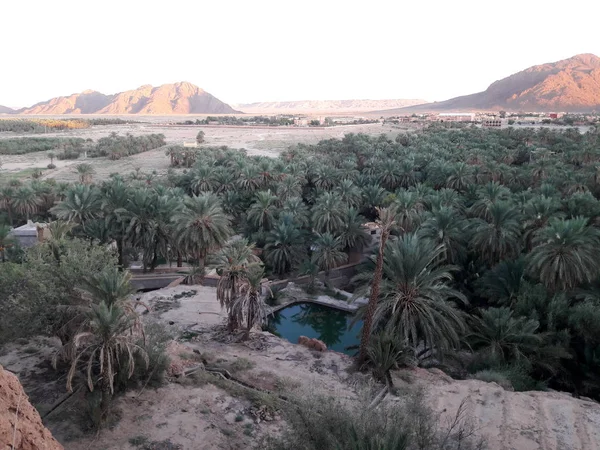 A traditional irrigation water reservoir in the palm trees valley in Figuig in Morocco