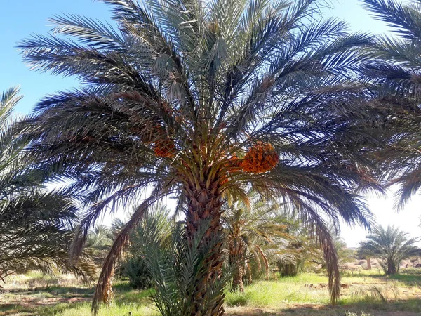 Des Palmiers Fruitiers Dans Oasis Figuig Maroc — Photo