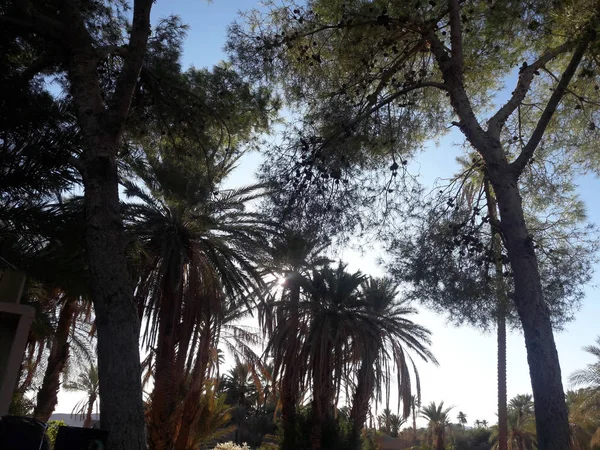 Palmiers Coucher Soleil Dans Oasis Figuig Maroc — Photo