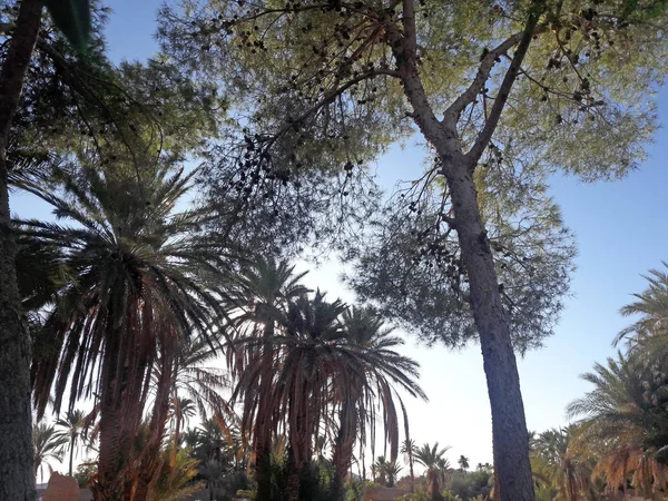 Palmiers Coucher Soleil Dans Oasis Figuig Maroc — Photo