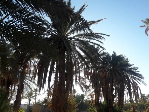 Fruitful Palm Trees Oasis Figuig Morocco — Stock Photo, Image