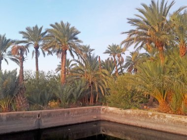 Fas 'taki Figuig vahasındaki palmiye ağaçları vadisi. 