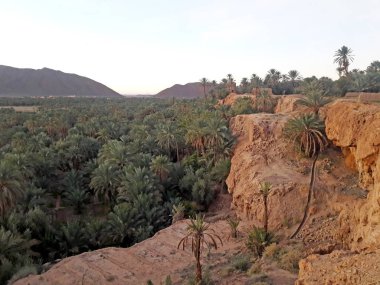 Fas 'taki Figuig vahasındaki palmiye ağaçları vadisi. 