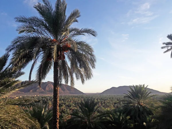 摩洛哥Figuig绿洲的棕榈树谷 — 图库照片