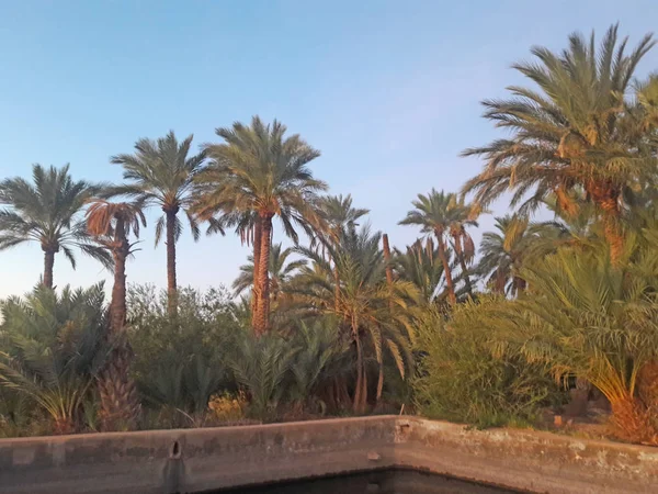 Vallée Des Palmiers Dans Oasis Figuig Maroc — Photo