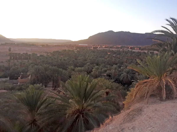 Valle Las Palmeras Oasis Figuig Marruecos — Foto de Stock