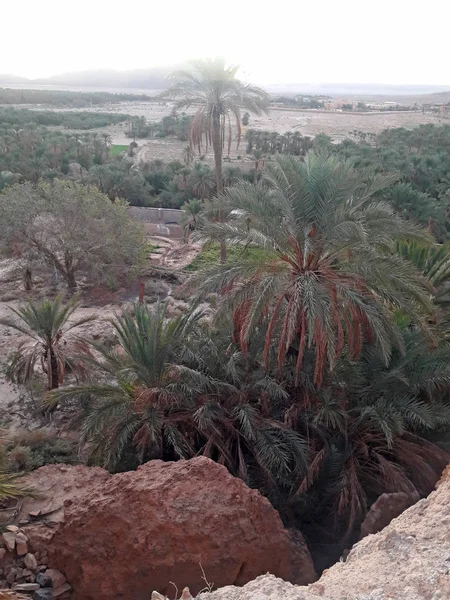 Palm Trees Valley Oasis Figuig Morocco — Stock Photo, Image