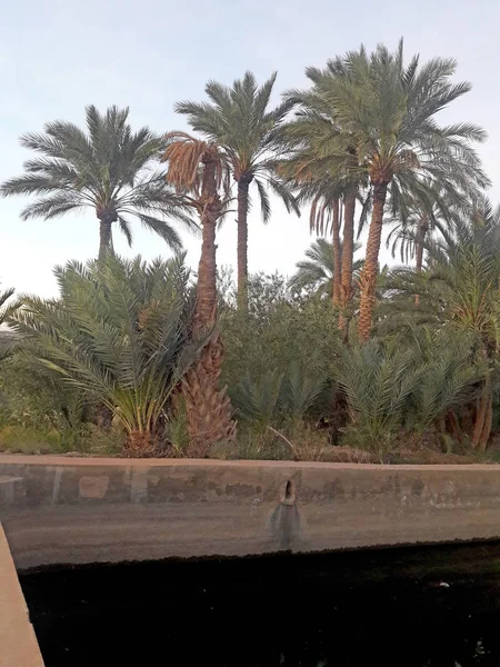 Vallée Des Palmiers Dans Oasis Figuig Maroc — Photo