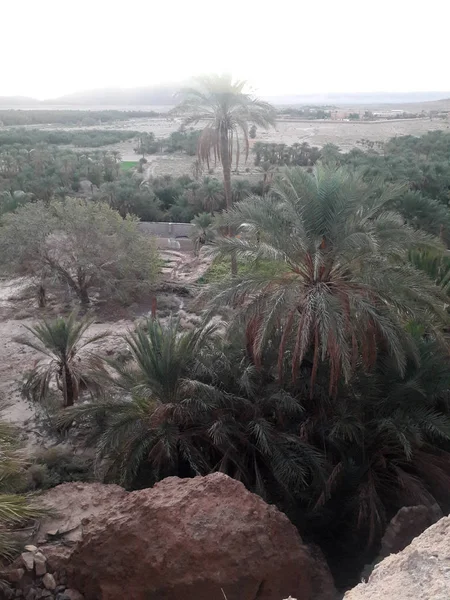 Palm Trees Valley Oasis Figuig Morocco — Stock Photo, Image