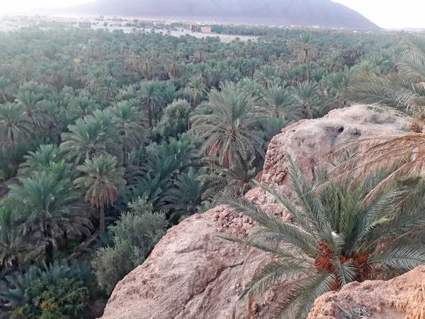 Palm Trees Valley Oasis Figuig Morocco — Stock Photo, Image