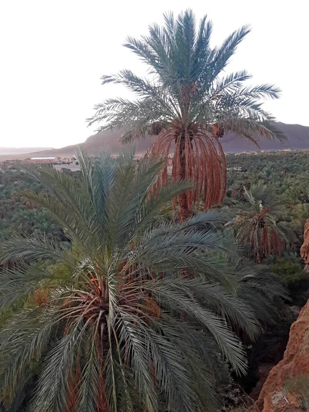 Valle Las Palmeras Oasis Figuig Marruecos — Foto de Stock