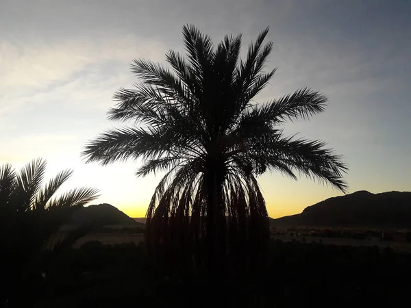 Valle Las Palmeras Oasis Figuig Marruecos — Foto de Stock