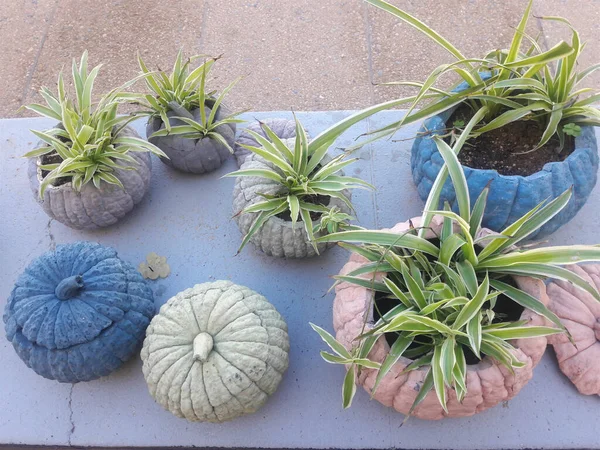 Pumpkin Shaped Pots — Stock Photo, Image