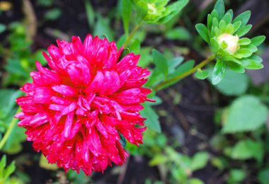 Kırmızı paskalya çiğ tanesine yakın. Çiy damlalı güzel pofuduk çiçek