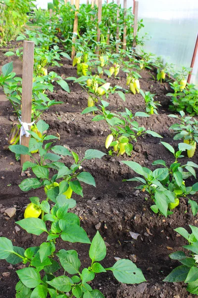 Closeup de pimentas em uma plantação orgânica. Arbustos frescos de páprica verde em uma estufa. Pimenta amarela doce nos arbustos com folhas verdes em uma horta biológica . — Fotografia de Stock