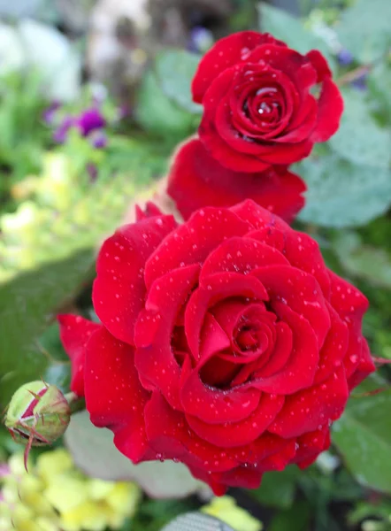 Dwa pąki czerwonej róży z bliska. Piękne tło z różami. — Zdjęcie stockowe