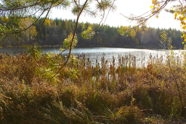 Automne, beau paysage sur le fond d'une rivière calme avec forêt, roseaux. Russie, automne, bouleaux jaunes . — Photo