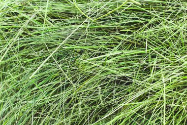 Kuru yeşil samanların soyut arkaplanı. Kuru samanın doğal dokusu kuru ottan yapılır. Evcil hayvan maması..