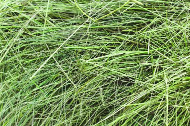 Kuru yeşil samanların soyut arkaplanı. Kuru samanın doğal dokusu kuru ottan yapılır. Evcil hayvan maması..