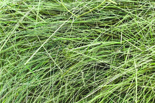 Abstrakter Hintergrund aus trockenem grünen Heu. die natürliche Textur von trockenem Stroh wird aus trockenem Gras hergestellt. Tiernahrung. — Stockfoto