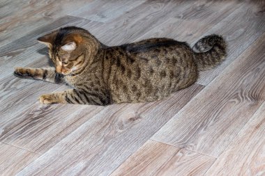 Avrupa Shorthair kedisi yerde yatıyor. Yerde tekir bir kedi oynuyor..