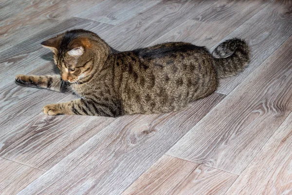 Kočka krátkosrstá leží na podlaze. Kočka si hraje na podlaze.. — Stock fotografie