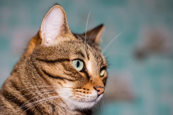 Portrét hlavy kočky s hnědým pruhem v profilu. Feline tvář s jasnýma očima, zblízka. Kočka krátkosrstá se dívá jinam. — Stock fotografie