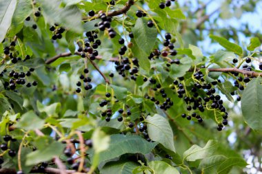 Vişne, vişne, böğürtlen, böğürtlen ya da böğürtlenli maypole dalları ve bulanık yeşil arka planda yapraklar. Olgun kiraz meyveleri güneşli bir yaz gününde ağaçta.