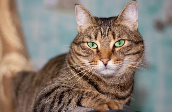 Feline tvář se zelenýma očima, zblízka. Kočka krátkosrstá se dívá jinam. Pozadí s kočkou a volný prostor pro nápis. — Stock fotografie