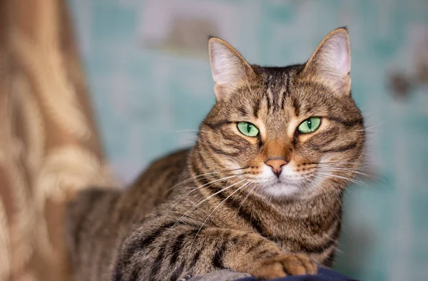 Feline tvář se zelenýma očima, zblízka. Kočka krátkosrstá se dívá jinam. Pozadí s kočkou a volný prostor pro nápis. — Stock fotografie