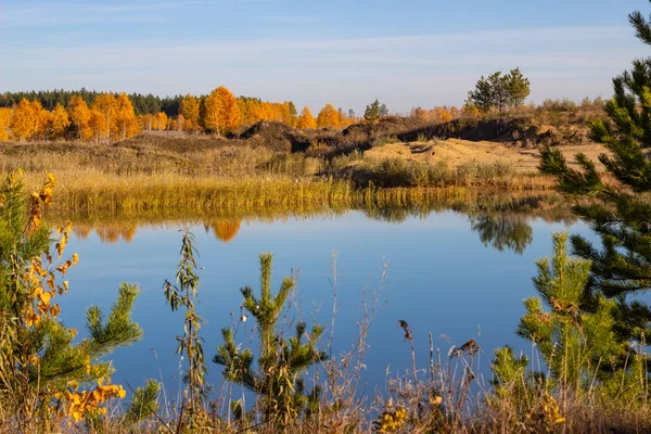 Őszi meleg, napos ősz az erdőben a háttérben a tó. Zöld fenyőfák és élénk sárga nyírfák a tiszta kék folyó tükrében, felhőtlen égbolttal. — Stock Fotó