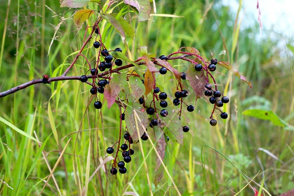 Cereza pájaro, rama con bayas negras y hojas sobre un fondo verde borroso. Bayas maduras de cereza en un árbol en un día soleado de verano . — Foto de Stock