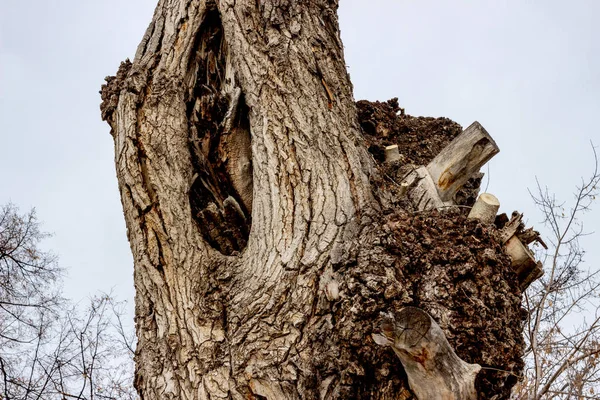 冬の空を背景に、古いポプラの樹皮のクローズアップ。割れトランク、成長、亀裂や結び目を持つラフポプラ樹皮。枯れ木の質感. — ストック写真