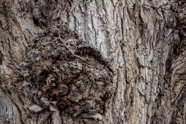 Corteza profundamente agrietada de un viejo álamo de tonos grises. La superficie de la corteza de álamo con crecimientos y grietas crea un fondo de madera inusual —  Fotos de Stock