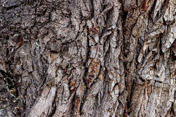 Corteza profundamente agrietada de un viejo álamo de tonos grises. La superficie de la corteza del árbol con grietas crea un fondo de madera inusual. Primer plano, macro — Foto de Stock