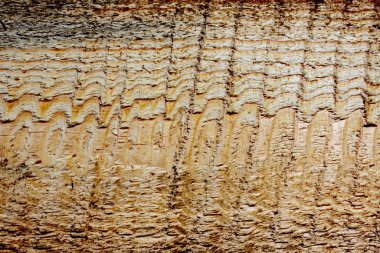 Ahşap dokuya yakın çekim. Tasarım ve metin için zemin olarak ahşap bir tahta tabela. Kesik içinde bir çam ağacı çiziyor..