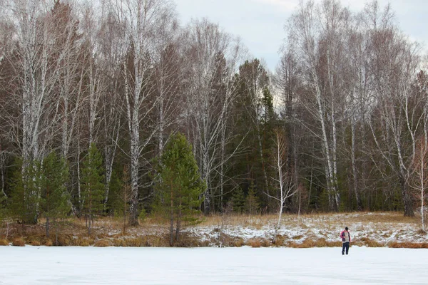 Téli táj, magányos halász egy befagyott folyó jegén. Gyönyörű kilátás nyílik a folyóról egy fehér nyírfa erdő, kis zöld fenyők. Ural, Oroszország. — Stock Fotó