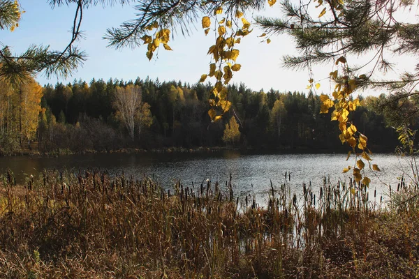 Ősz, gyönyörű, táj a háttérben egy nyugodt folyó erdő, nád. Oroszország, ősz, sárga nyírfa — Stock Fotó