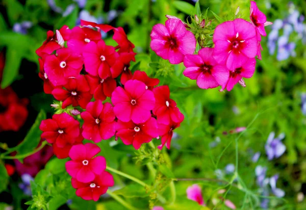 Ed och rosa flox på bakgrunden av suddiga greener och andra färger. SammansÃ ¤ttning av vackra flox och grÃ ¶ na vÃ ¤xter i blomstertrÃ ¤dgÃ ¥rden. Färgglada sommar bakgrund. — Stockfoto