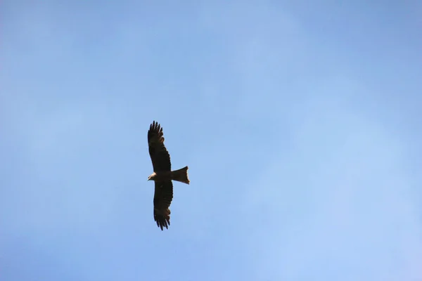 Soaring bird silhouette in the sky. Flight of the steppe eagle in a cloudless summer sky. Eagle soars against the blue sky.