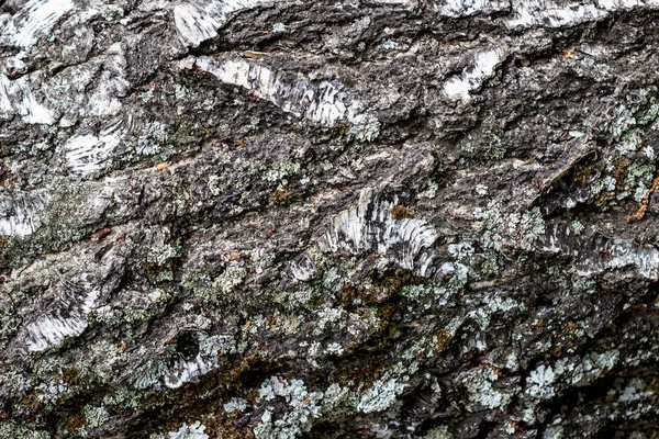 灰色の苔で覆われた古い白樺。樹皮と灰色の苔の質感。マクロ、背景. — ストック写真