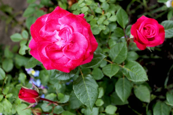 Czerwony kwiat róży krople na zielonym tle trawy. Świeże piękne szkarłatne róże w ogrodzie na tle rozmytych zielonych liści. Miękkie skupienie. — Zdjęcie stockowe
