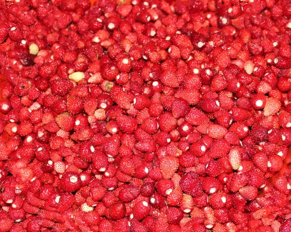 Fundo de morangos frescos. Muitos morangos selvagens. Bagas orgânicas frescas macro. Fundo de fruta. Fundo alimentar. Morangos de jardim bonito raso suculento. Foco suave — Fotografia de Stock