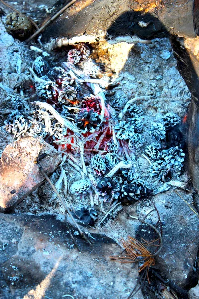Schwelende Kegel in einem Lagerfeuer zwischen Steinen. schöne verbrannte Fichten- und Kiefernzapfen aus nächster Nähe. brennende Zapfen aus nächster Nähe. vertikales Foto. — Stockfoto