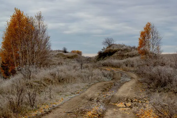 Őszi erdei út az első fagyos napon. Egy unalmas, üres vidéki út sárga-fehér nyírfák között, rekedt fénnyel borítva. Oroszország, nyírfa, rekedt út. Szelektív fókusz — Stock Fotó