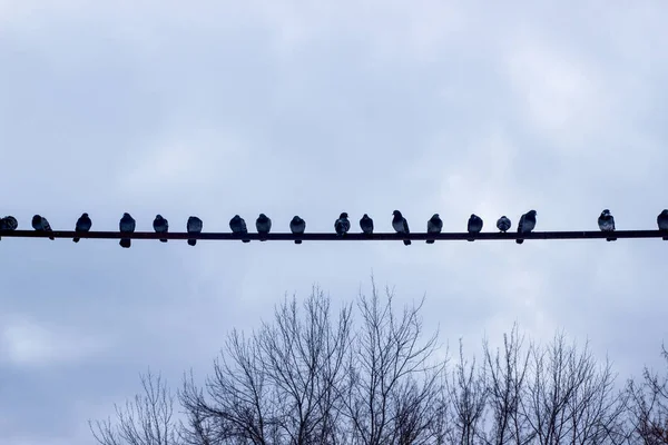 Las palomas se sientan en una tubería contra el cielo en un día nublado. Siluetas de pájaros sentados en fila. Las aves urbanas de palomas grises están sentadas en una tubería de gas contra un cielo azul y ramas de árboles. Lugar para el texto —  Fotos de Stock